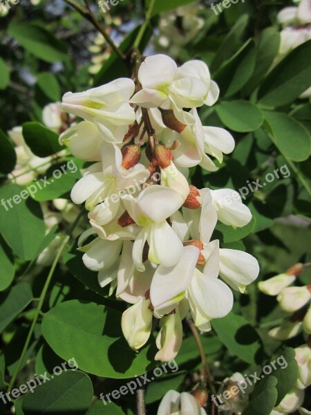 Robinia Pseudoacacia Black Locust False Acacia Tree Flora