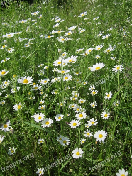 Anthemis Arvensis Corn Chamomile Mayweed Scentless Chamomile Field Chamomile