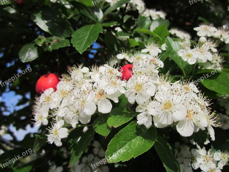 Crataegus Hawthorn Thornapple May-tree Whitethorn