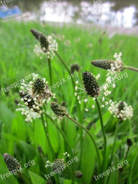 Plantago Lanceolata English Plantain Narrowleaf Plantain Ribwort Plantain Ribleaf