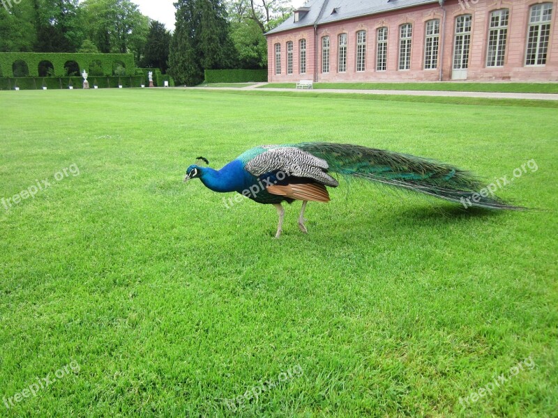 Pavo Cristatus Peacock Orangery Schwetzingen Captive