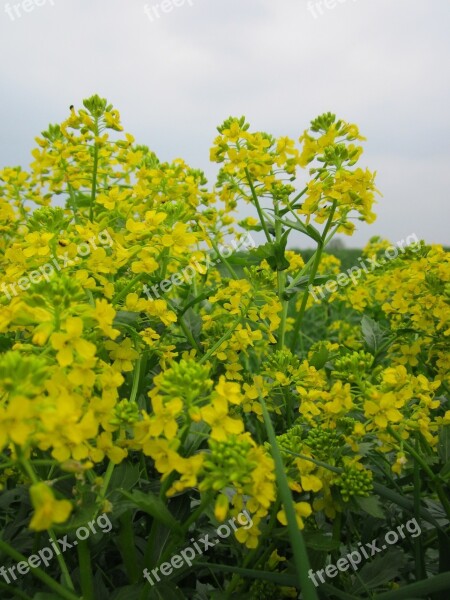 Barbarea Vulgaris Bittercress Herb Barbara Rocketcress Yellow Rocketcress