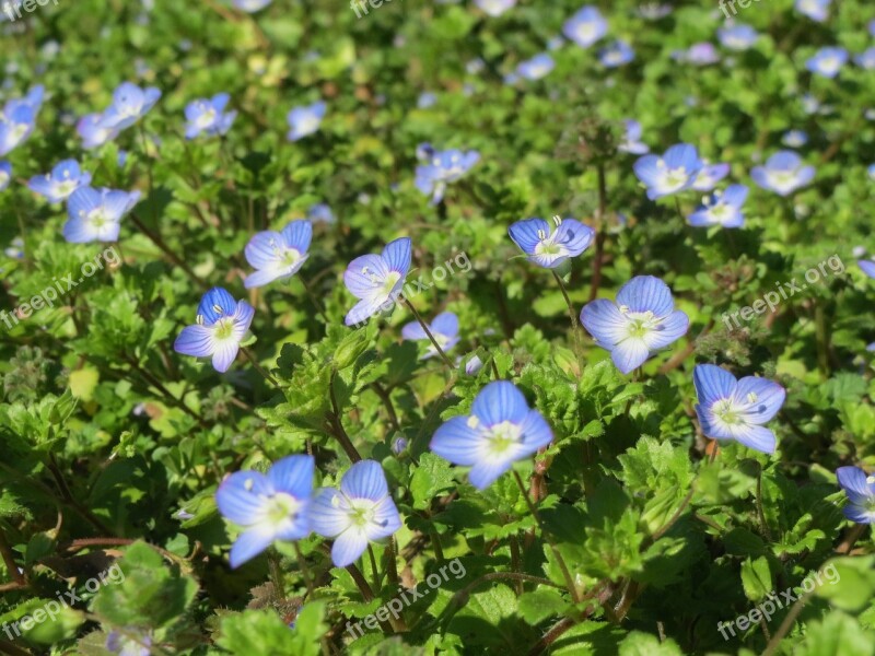 Veronica Persica Birdeye Speedwell Common Field-speedwell Persian Speedwell Large Field Speedwell