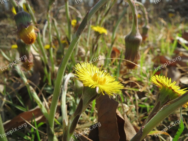 Tussilago Farfara Coltsfoot Wildflower Blossom Flora