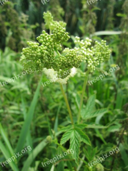 Filipendula Ulmaria Meadowsweet Mead Wort Queen Of The Meadow Pride Of The Meadow