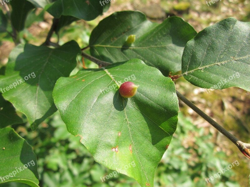 Fagus Sylvatica European Beech Common Beech Leaves Macro