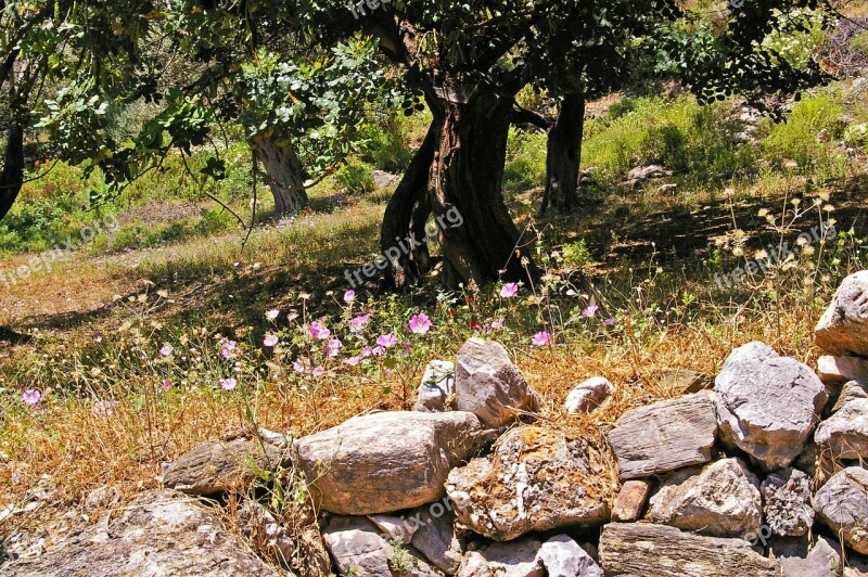 Olive Trees Old Olive Tree Log Wood