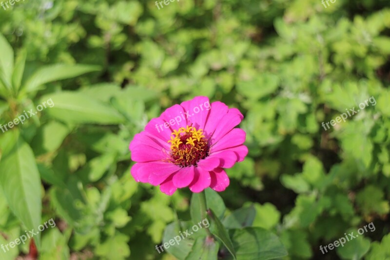 Flowers Nature Plants Flower Affix