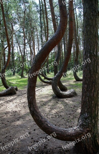 Crooked Forest Krzywy Las Poland Trees Forest