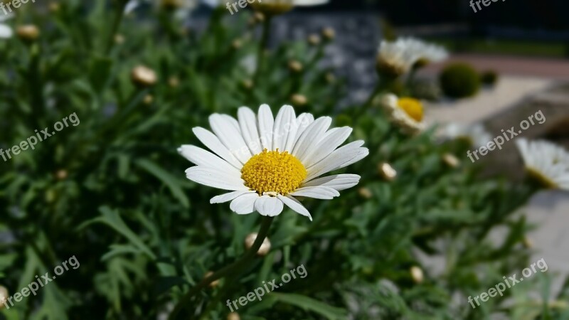 Flower Meadow Flowers Nature Daisy