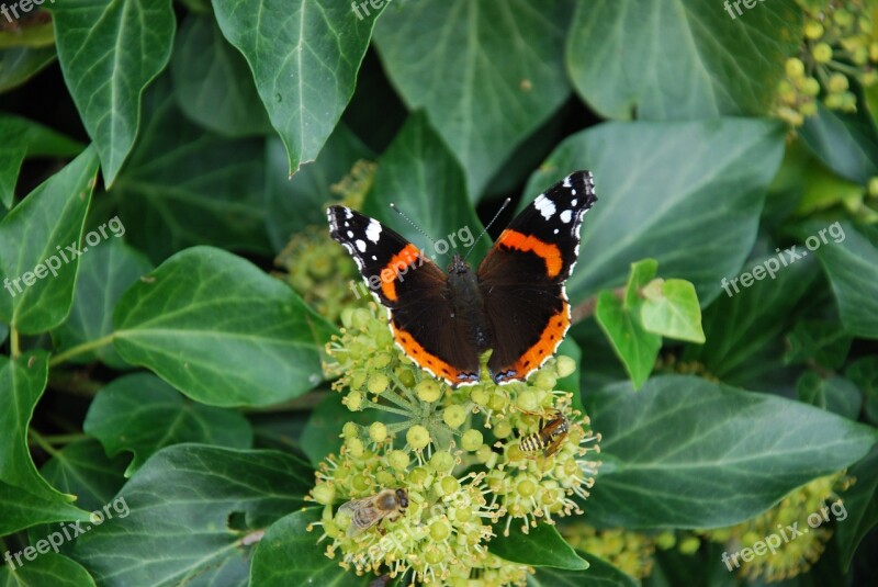 Butterflies Animals Grue Insect Butterfly