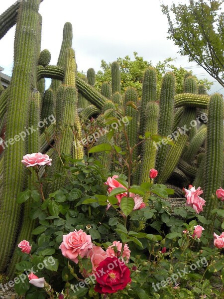 Plant Mission San Francisco Solano