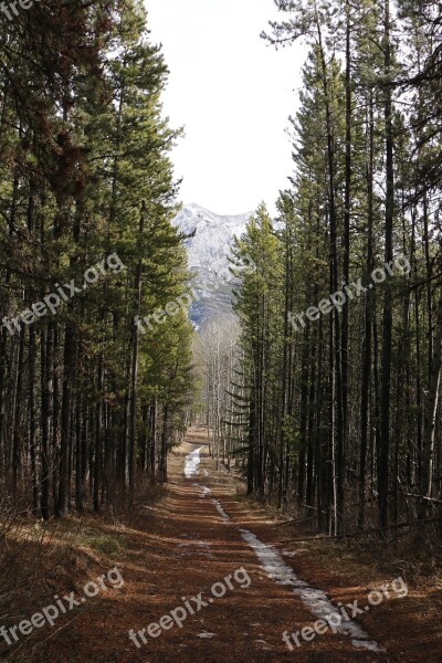 Forest Road Path Forest Road Nature