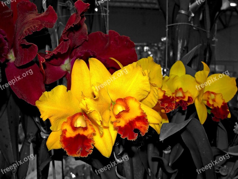 Orchids Flowers Cattleya Orchid Free Photos