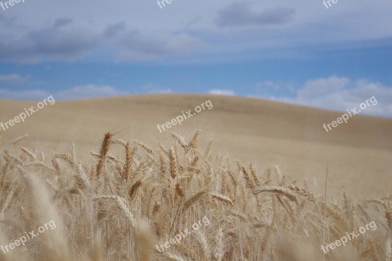 Wheat Field Agriculture Blue Gold