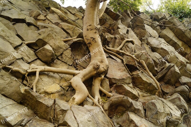 Wood Root Roots Cliff Nature