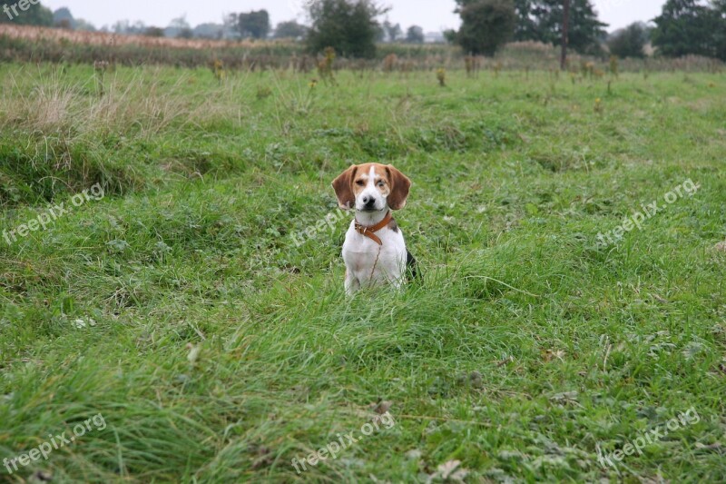 Dog Pup Beagle Pet Puppy