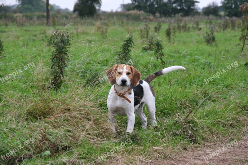 Beagle Beagle Pup Dog Pet Canine