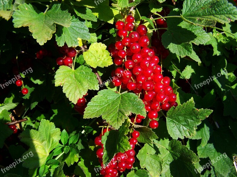 Blackcurrant Ripe Fruit Ripe Berry Free Photos