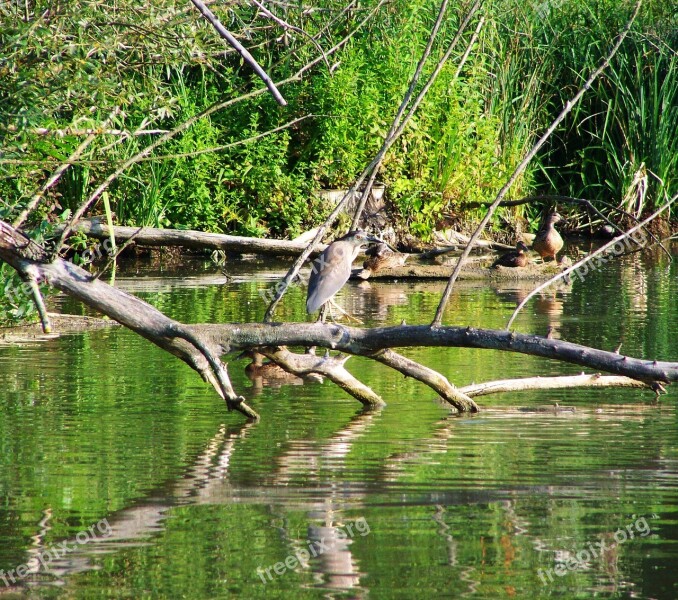 Night Heron Water Bird Fishing Bird Free Photos