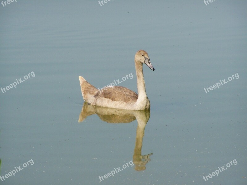 Cygnet Water Bird Water Surface Reflection Free Photos