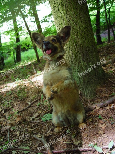 Standing Dog Waiting Dog Dog In The Woods A Hybrid Free Photos