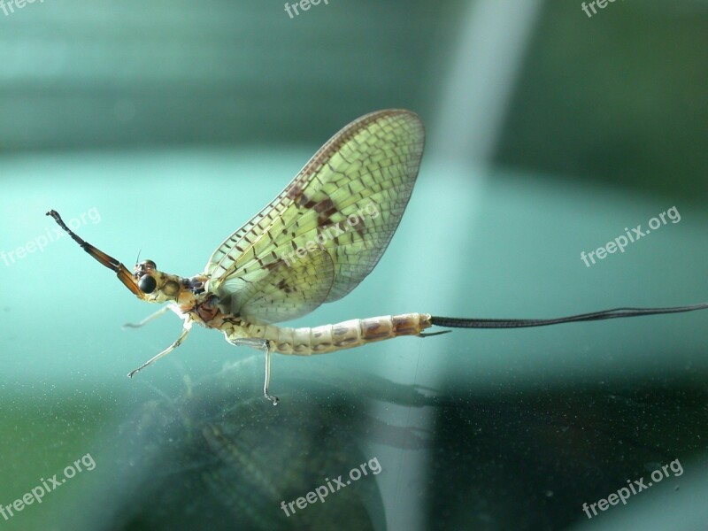 Mayfly Insect Fly Art Wing Spring