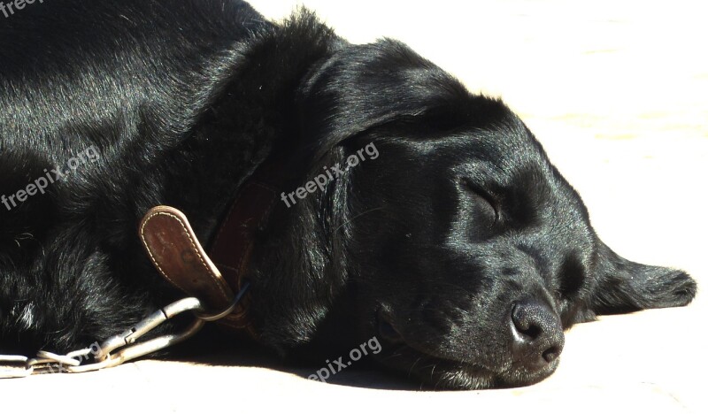 Dog Labrador Mongrel Labrador Black Sleeping