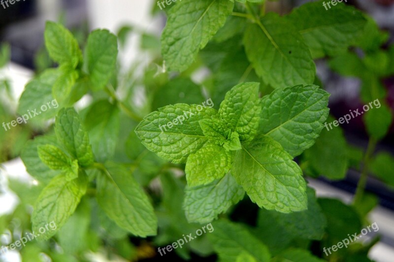 Mint Garden Green Plant Nature