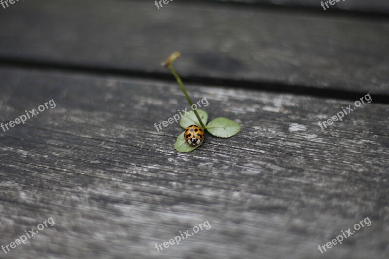 Ladybug Red Four Leaf Clover Beetle Lucky Charm