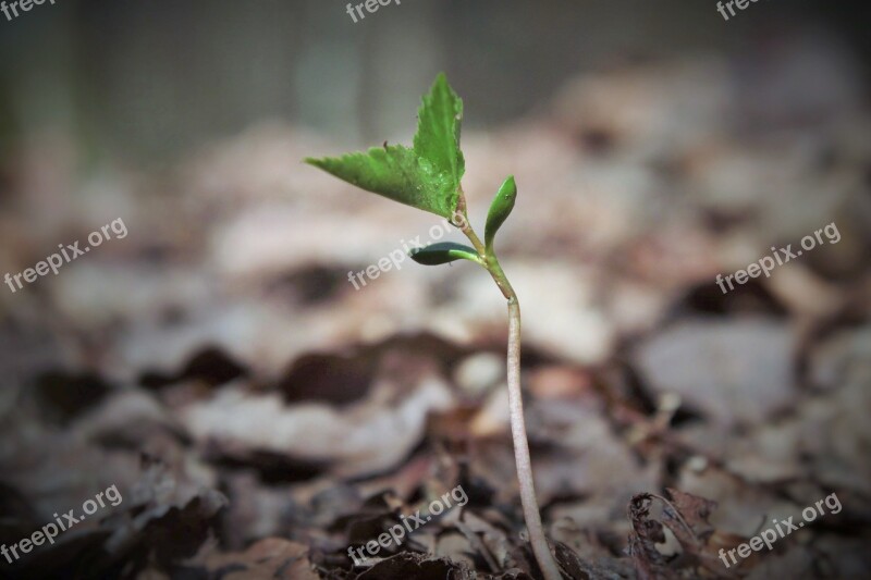 Plant Young Small Young Drove Spring