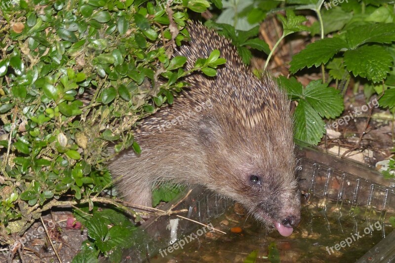 Hedgehog Drink Tongue Night Photograph Prickly