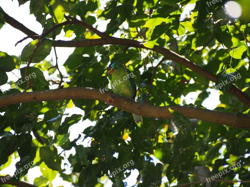 Quasi Woodpecker Colored Birds Monk Muller's Barbet Free Photos