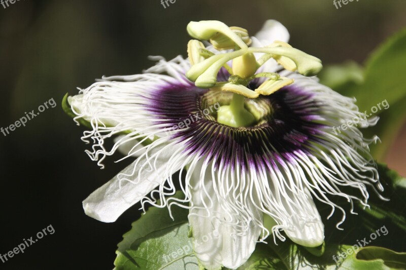 Passion Flower Close Up Macro Blossom Bloom