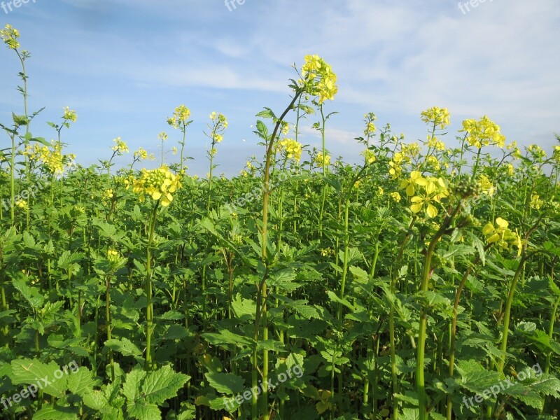 Mustard Field Crop Agriculture Herb