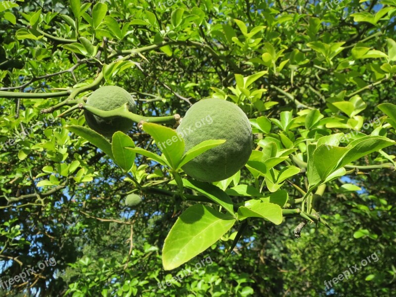 Citrus Trifoliata Trifoliate Orange Poncirus Trifoliata Chinese Bitter Orange Hardy Orange