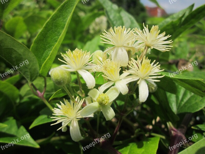 Clematis Vitalba Old Man's Beard Traveller's Joy Wildflower Creeper