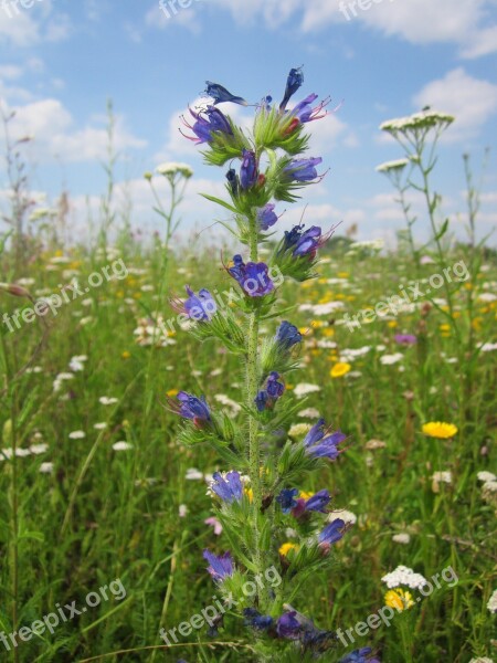 Echium Vulgare Viper's Bugloss Blueweed Wildflower Flora