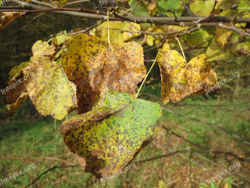 Tilia Cordata Small-leaved Lime Small-leaved Linden Little-leaved Linden Tree