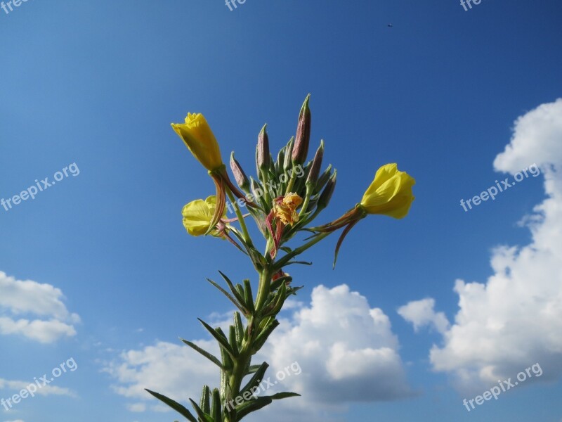 Oenothera Biennis Common Evening-primrose Evening Star Sun Drop Wildflower