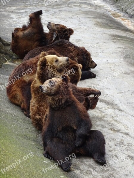 Bear Zoo Welfare Wild Wildlife