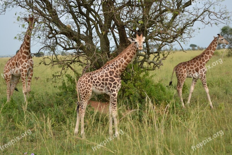 Giraffe Safari Animal Wildlife Savanna