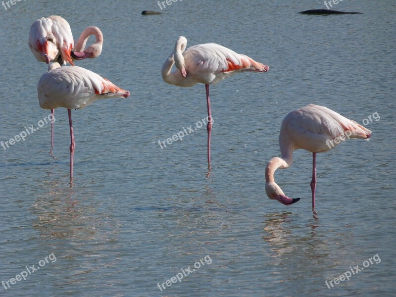 Pink Flamingo Camargue Birds Free Photos