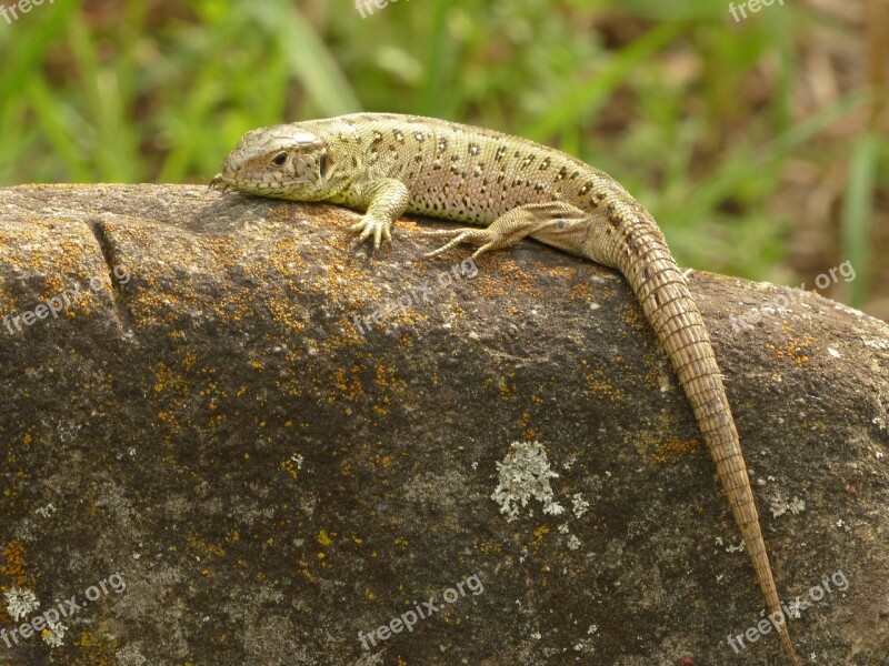 Sand Lizard Lizard Reptile Cold Blooded Animals Chunks Of Granite