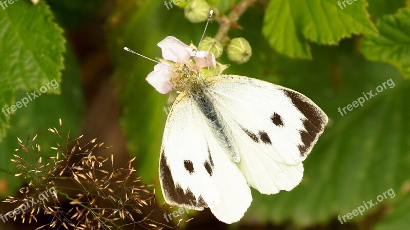 Butterfly White Cabbage Butterfly Blossom Pieris Brassicae