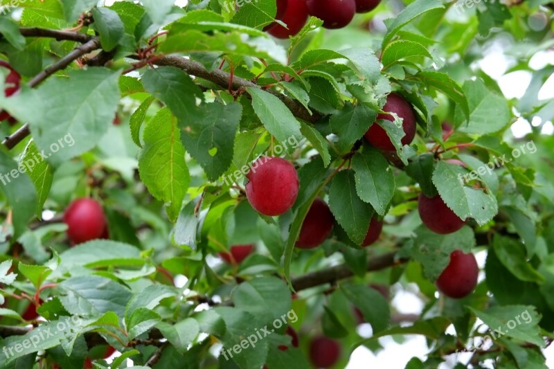 Wild Plum Fruit Fruits Delicious Sweet