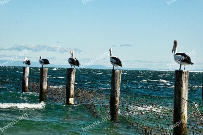 Pelicans Posts Sea Surf Nature