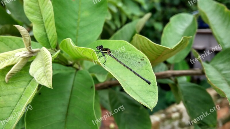 Dragonfly Insect Nature Rajat Malakar Free Photos