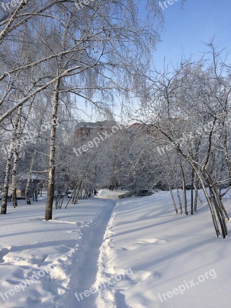 Winter Path Birch Free Photos