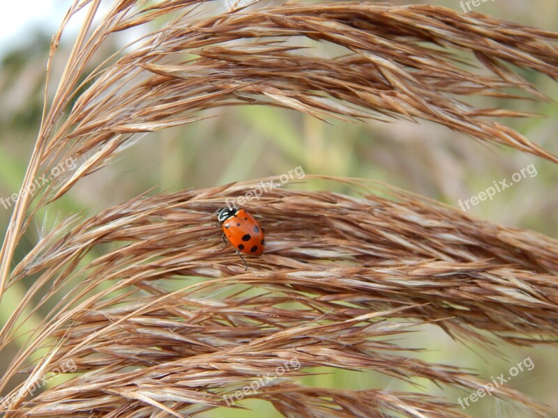 Lady Bug Wheat Brown Ladybug Insect